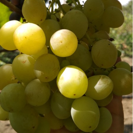 Виноград Спонсор столовый