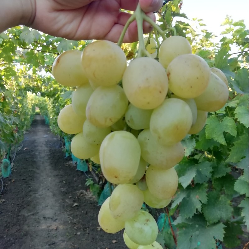 Виноград Спонсор столовый