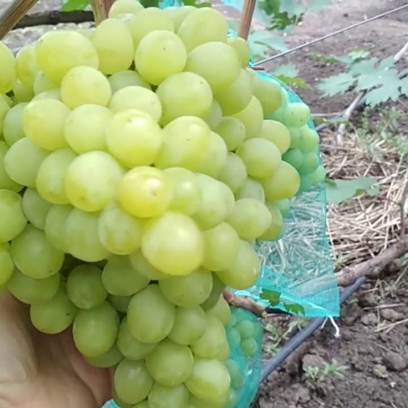 Виноград Спонсор столовый