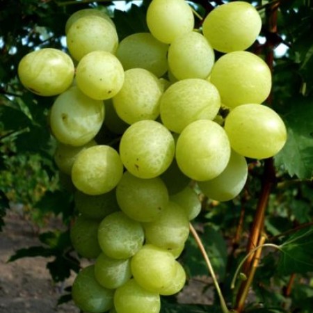 Виноград Спонсор столовый