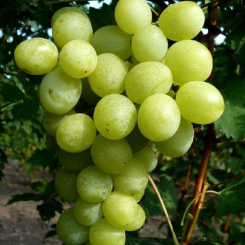 Виноград Спонсор столовый