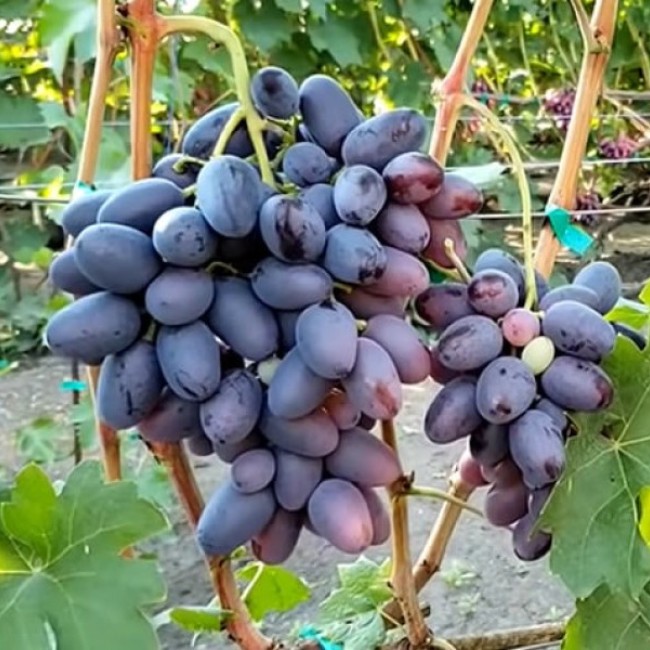 Виноград Торнадо столовый