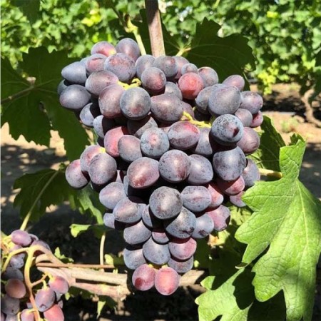 Виноград Торнадо столовый