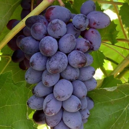 Виноград  Юпитер столовый