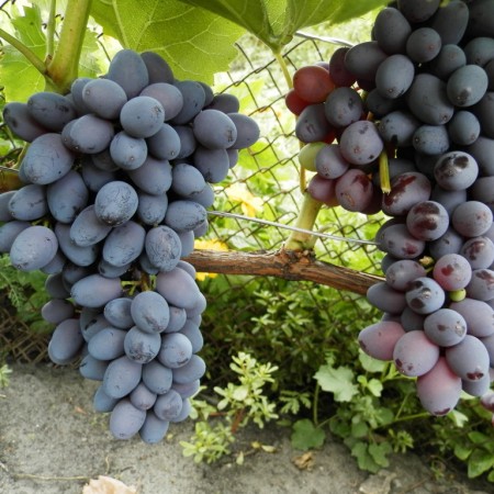 Виноград  Юпитер столовый