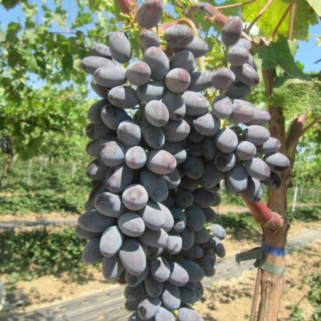 Виноград  Юпитер столовый