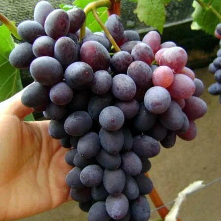 Виноград  Юпитер столовый