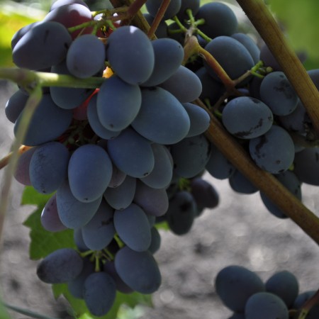 Виноград  Юпитер столовый