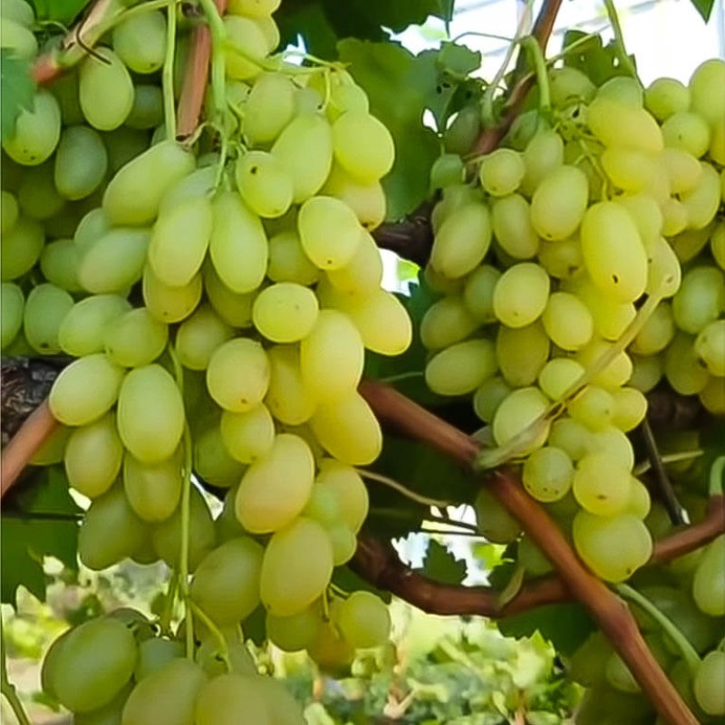 Виноград Арарат столовый