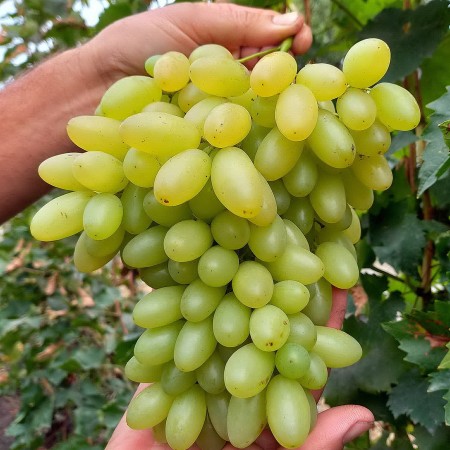 Виноград Арарат столовый