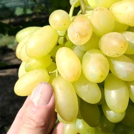 Виноград Арарат столовый