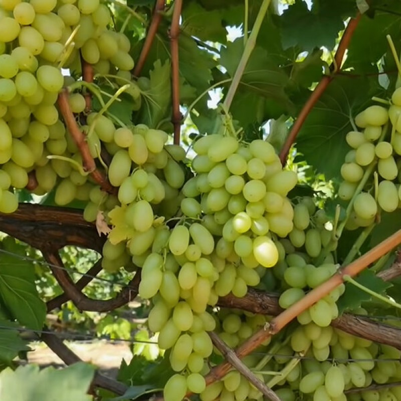 Виноград Арарат столовый