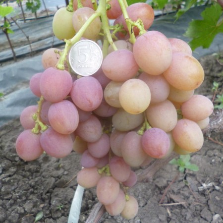 Виноград Румын столовый