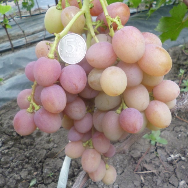 Виноград Румын столовый