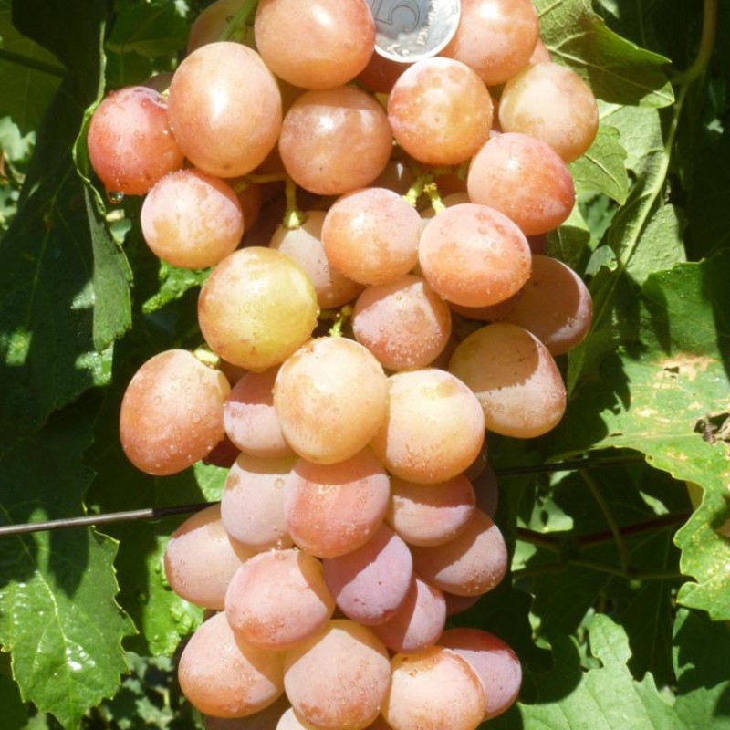 Виноград Румын столовый