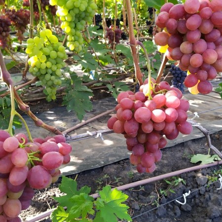 Виноград Румын столовый