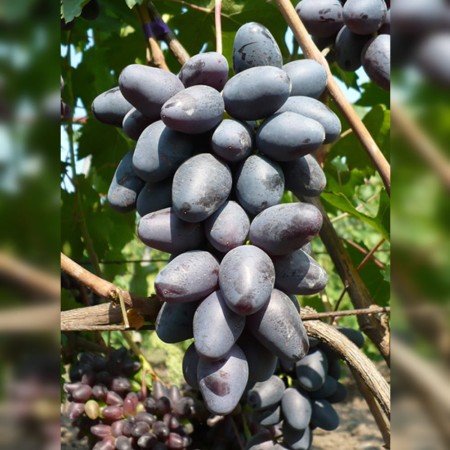 Виноград Рембо столовый