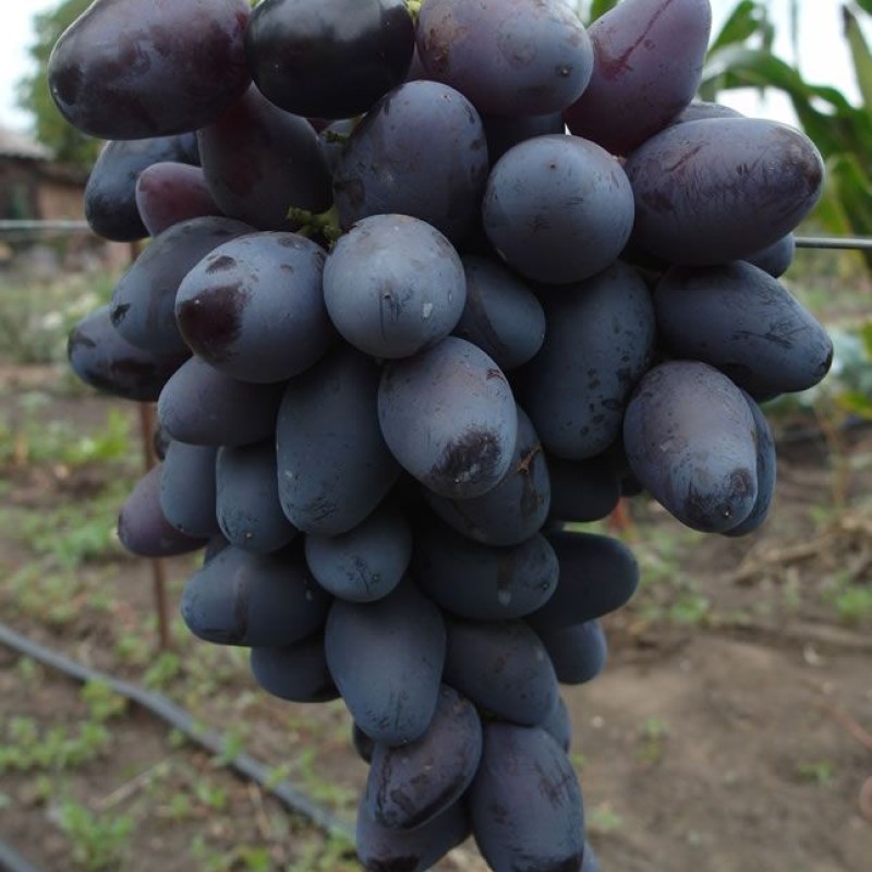 Виноград Рембо столовый