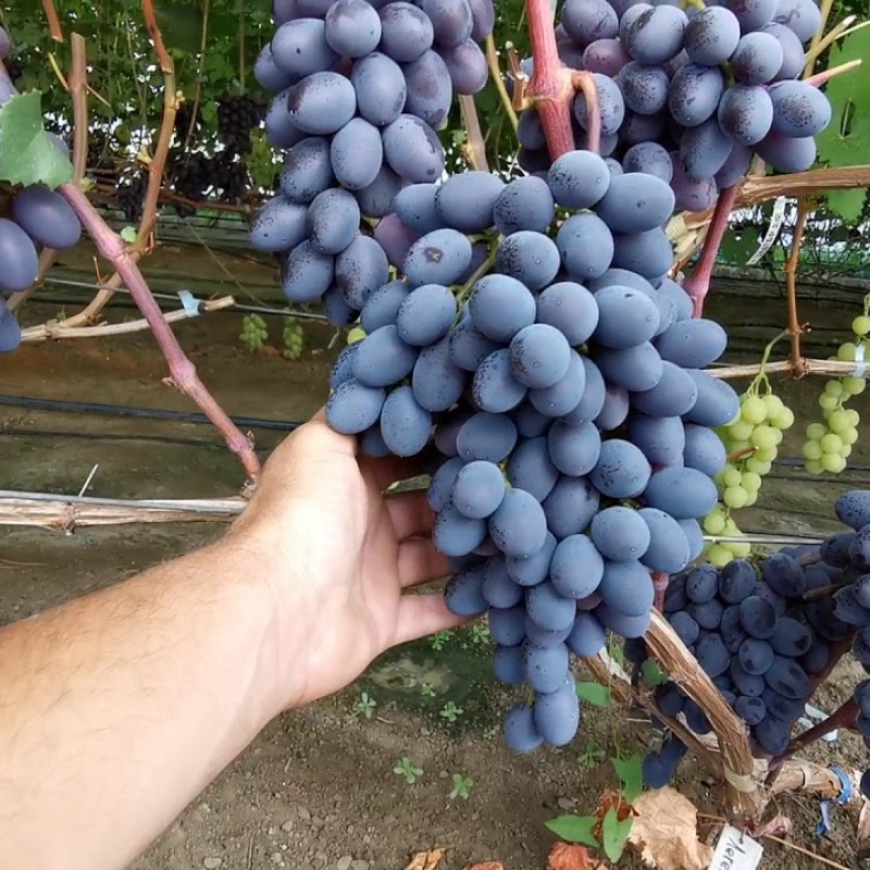 Виноград Рембо столовый