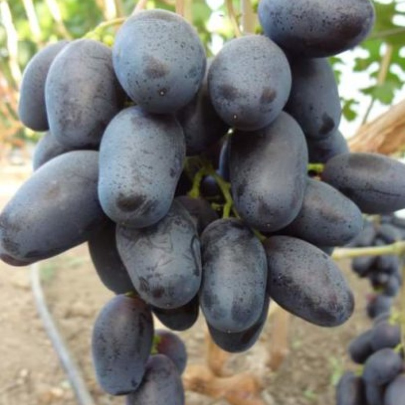 Виноград Рембо столовый