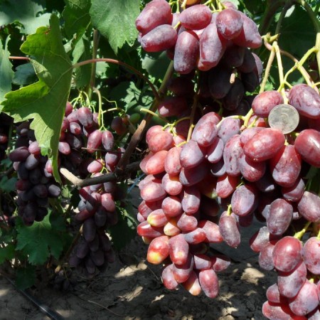 Виноград Урум столовый