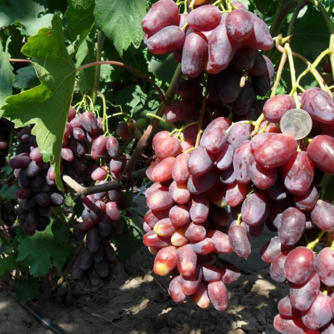 Виноград Урум столовый