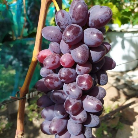 Виноград Урум столовый