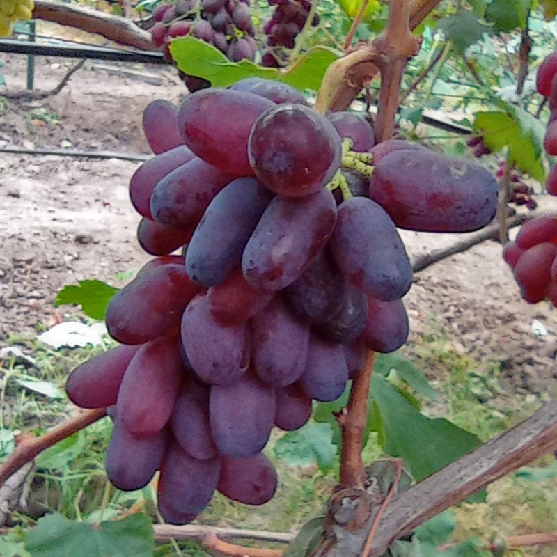 Виноград Урум столовый