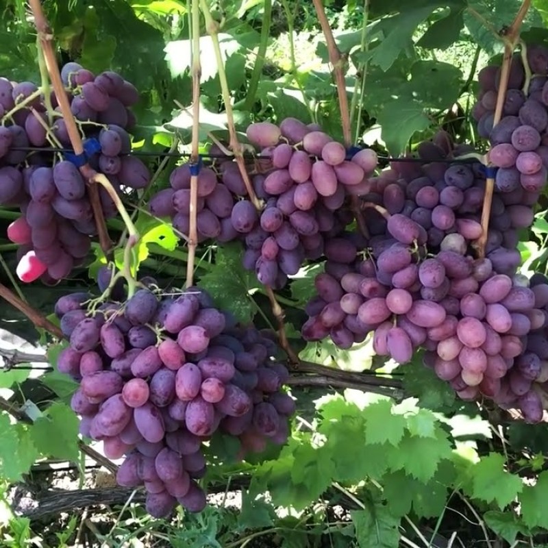 Виноград Урум столовый