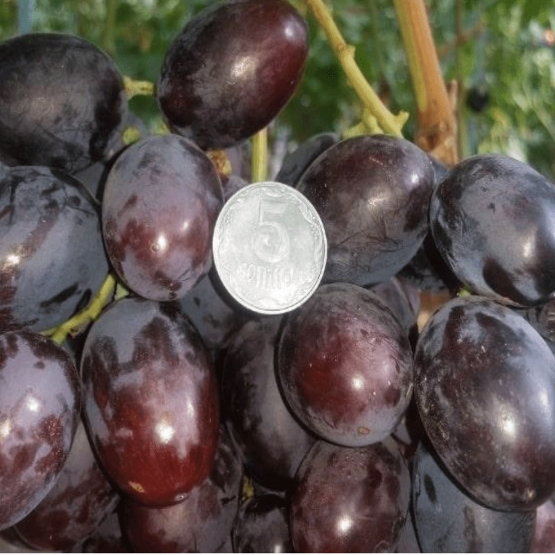 Виноград Урум столовый