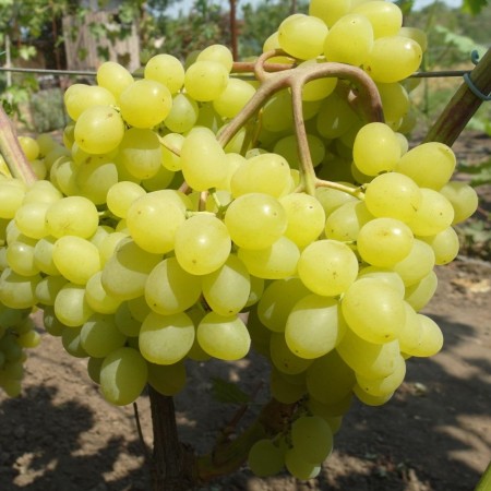 Виноград Цимус столовый