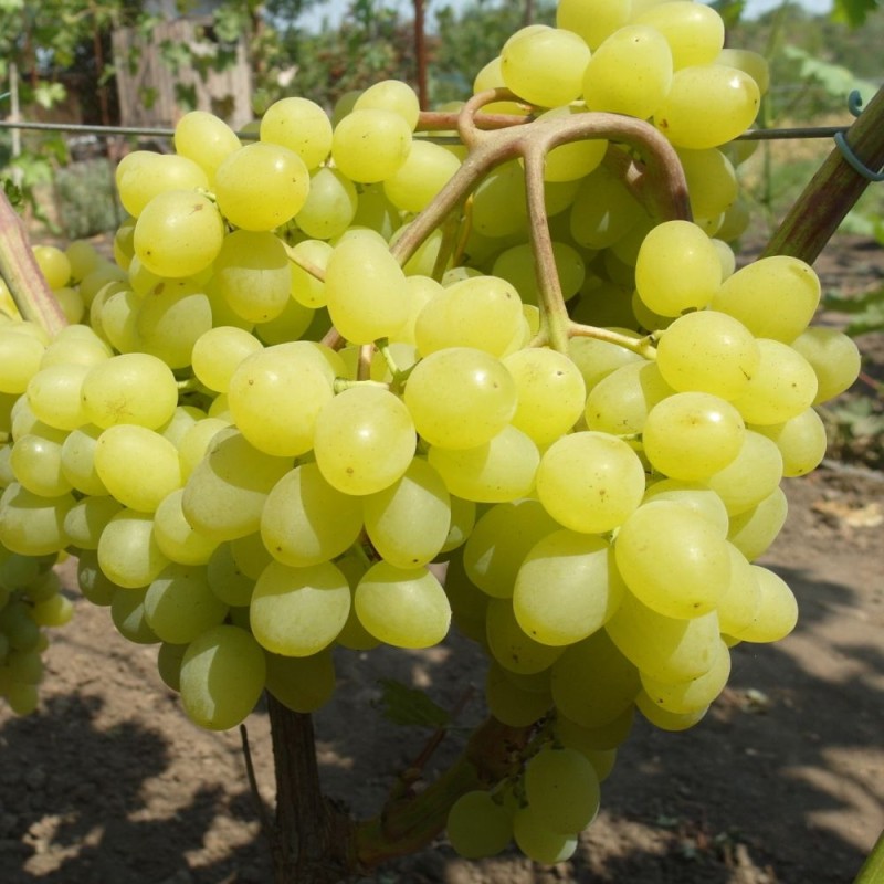 Виноград Цимус столовый