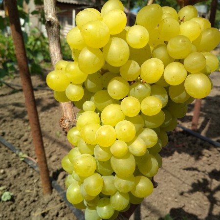 Виноград Цимус столовый