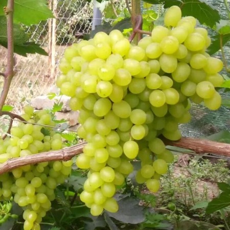 Виноград Цимус столовый