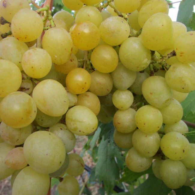 Виноград Хелена столовый