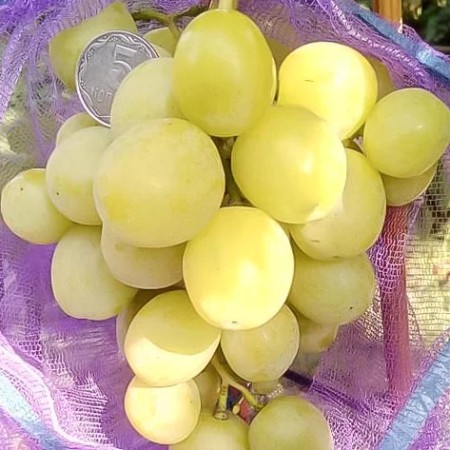 Виноград Хелена столовый