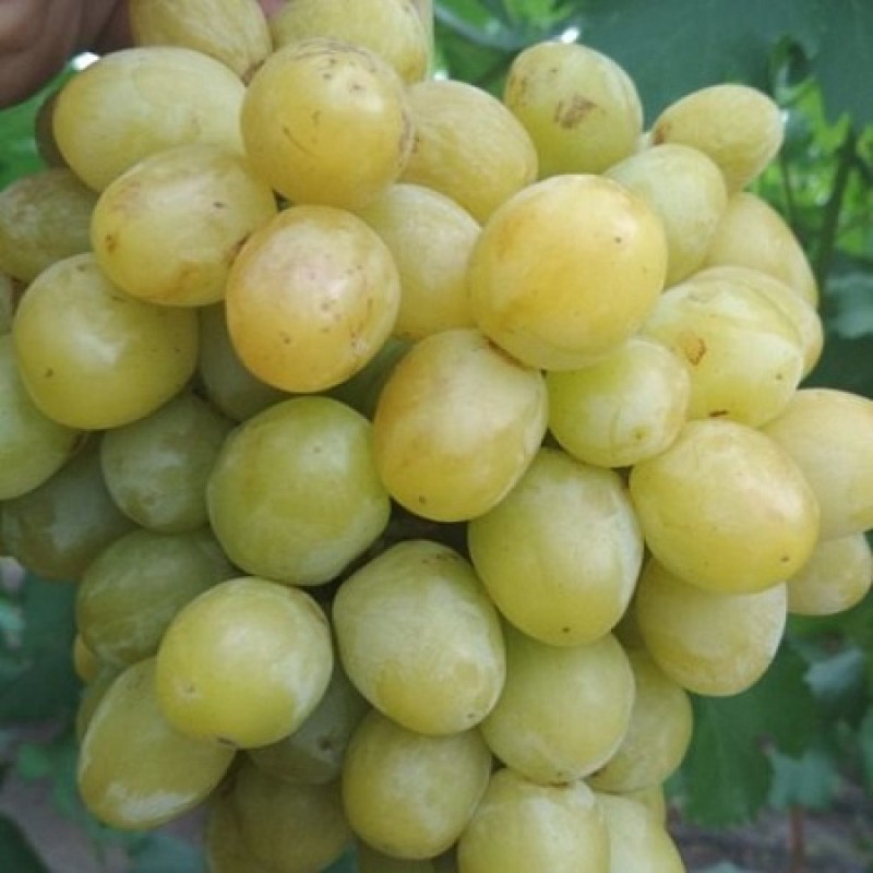 Виноград Хелена столовый
