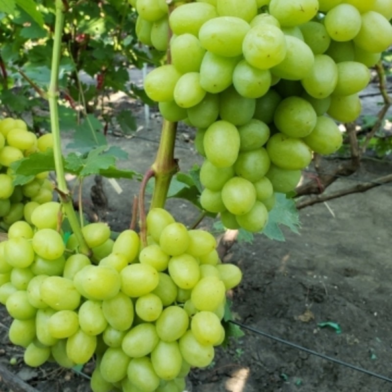 Виноград Хелена столовый