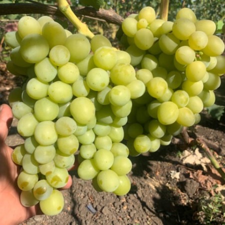 Виноград Хелена столовый