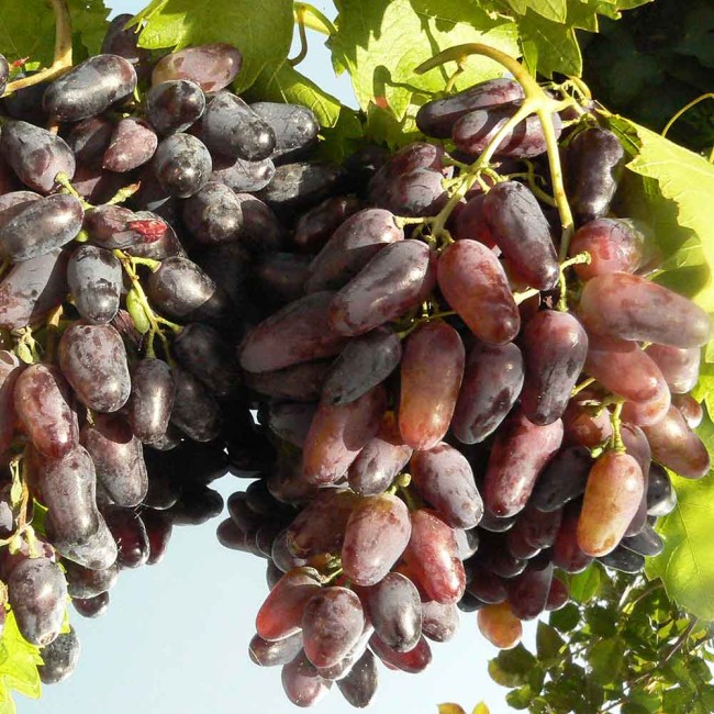 Виноград Молдова столовый