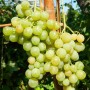 Виноград Мускат Венгерский столовый