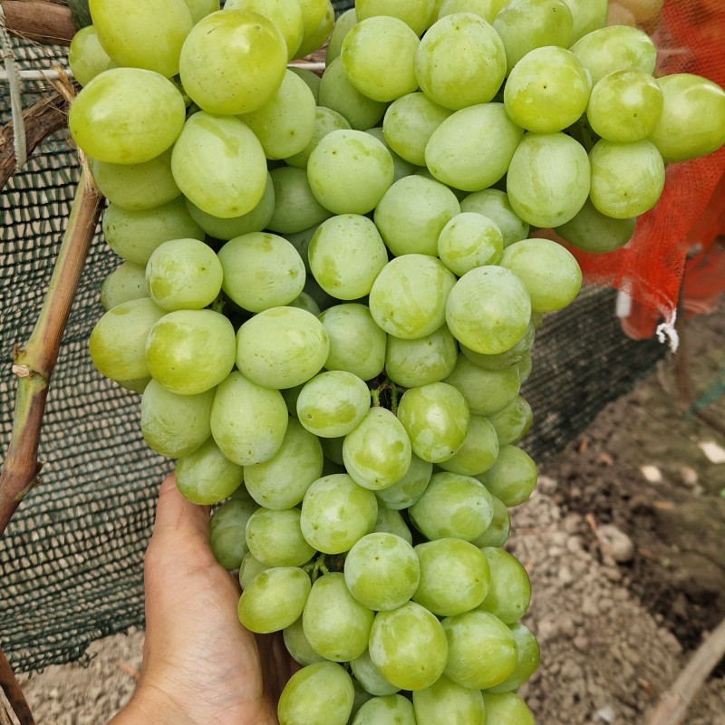 Виноград Слава Украины (Шайн Мускат)