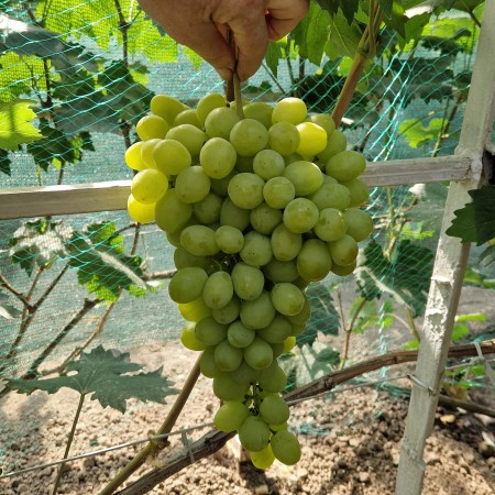 Виноград Слава Украины (Шайн Мускат)