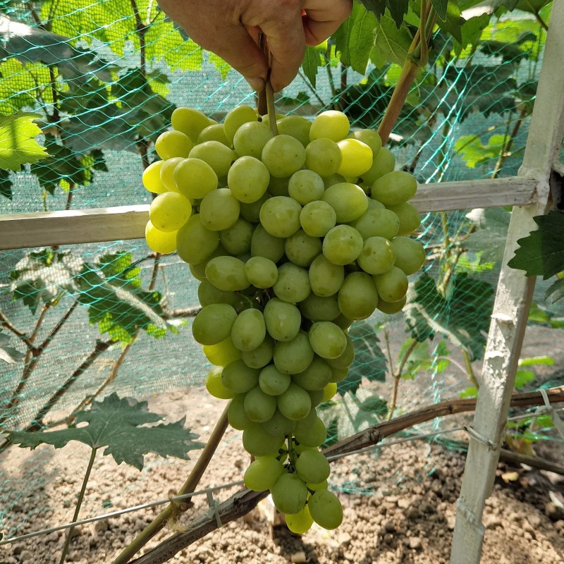 Виноград Слава Украины (Шайн Мускат)