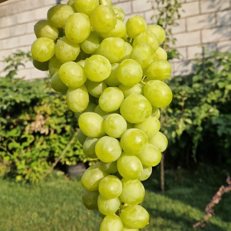 Виноград Слава Украины (Шайн Мускат)