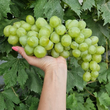 Виноград Слава Украины (Шайн Мускат)