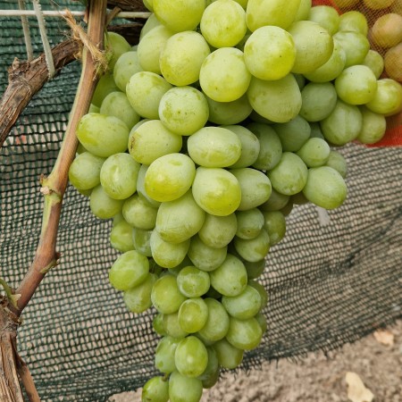 Виноград Слава Украины (Шайн Мускат)