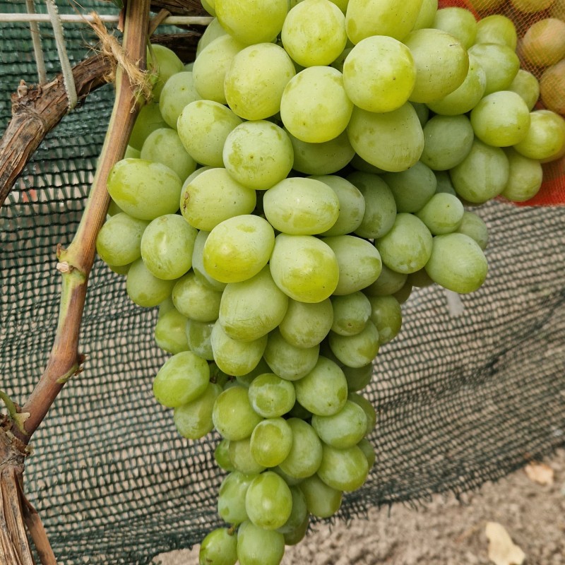 Виноград Слава Украины (Шайн Мускат)