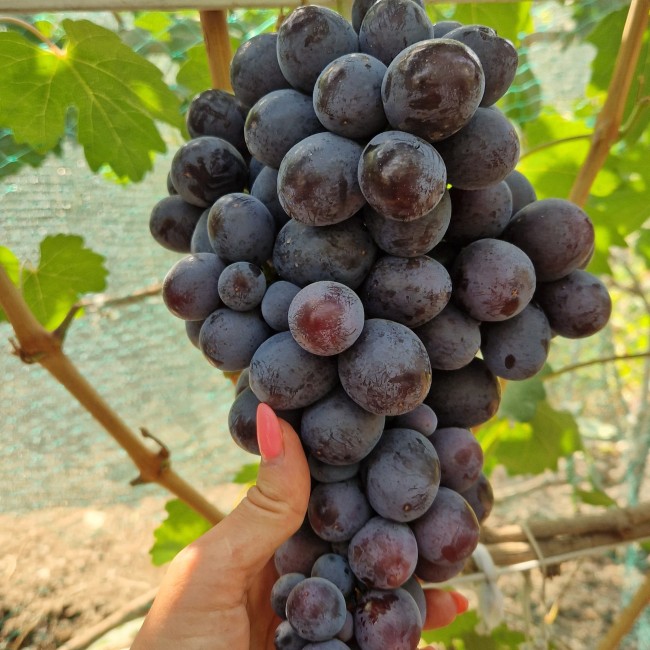 Виноград Подарок Несвятая