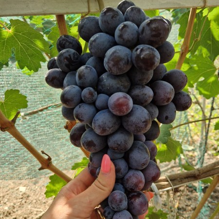 Виноград Подарок Несвятая